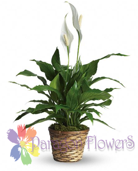 Peace Lily Small Peace Lily Small